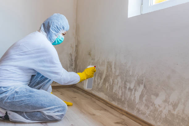 Licensed Basement Mold Remediation service in East Hanover, NJ - Cheap Mold Removal