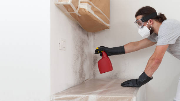 Professional Basement Mold Remediation technician working in East Hanover, NJ