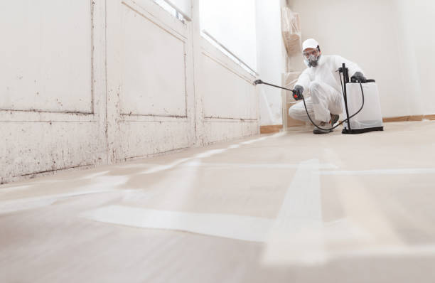 24/7 Emergency Basement Mold Remediation experts in East Hanover, NJ